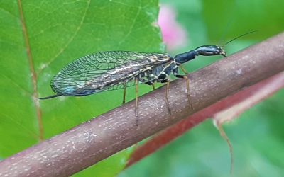 Mouche serpent (Phaeostigma notatum)