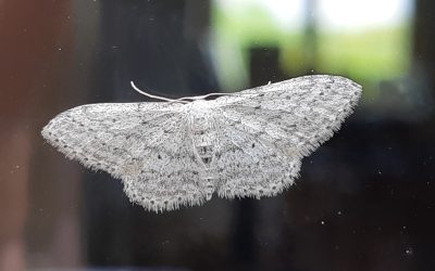 La Vieillie (Idaea seriata)