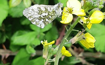 Aurore (Anthocharis cardamines)