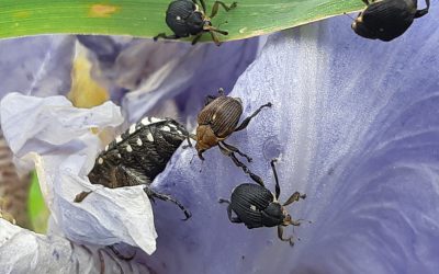 Charançon de l’iris (Mononychus punctumalbum)