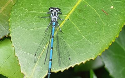 Agrion