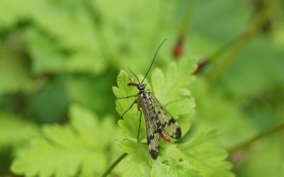 Mouche-Scorpion ou Panorpe