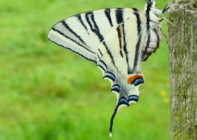 Balade nature : les papillons !