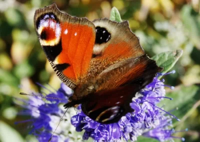 Balade nature : les papillons !