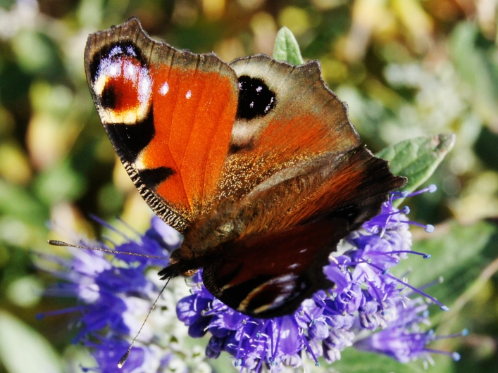 Balade nature : les papillons !