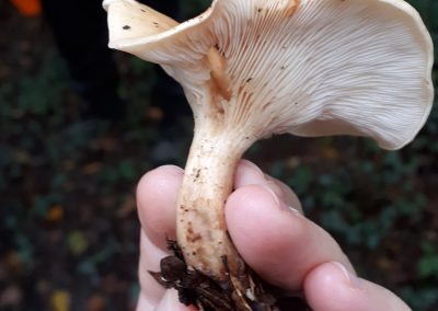 Balade nature : les champignons !