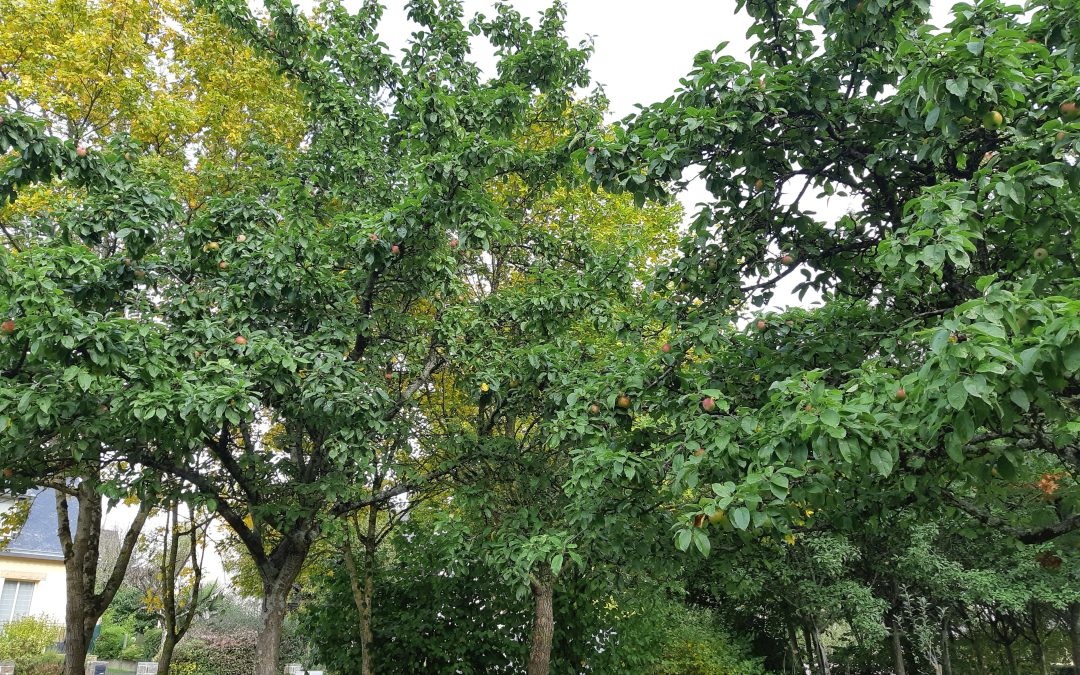 Répertorions les arbres fruitiers à Chantepie