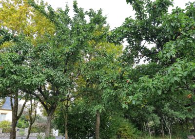 Répertorions les arbres fruitiers à Chantepie