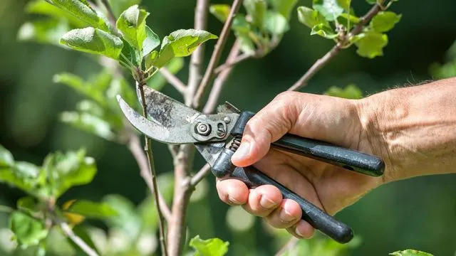 Entretien ilot fruitier et taille